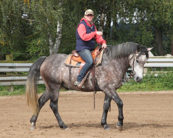 Pferd Abel (Connemara-Pony, 2013)