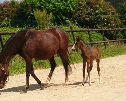 broodmare Nuhr (Holsteiner, 1995, from Libero H)