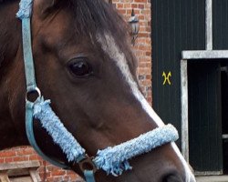 dressage horse Fabo San (German Riding Pony, 2005, from Famos)