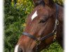 dressage horse Roosters Dry Tari (Quarter Horse, 2007, from A Stylish Gallo)