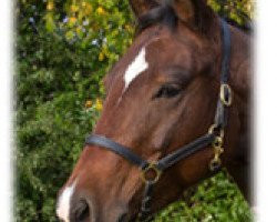 Dressurpferd Roosters Dry Tari (Quarter Horse, 2007, von A Stylish Gallo)