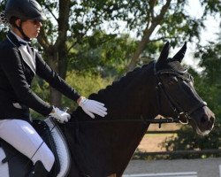 dressage horse Miss Pilcher (Württemberger, 2007, from Monrepos)