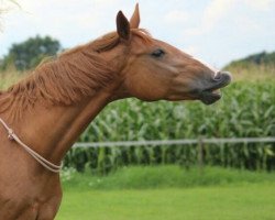 dressage horse Baroness 365 (Westphalian, 2008, from Biasini)