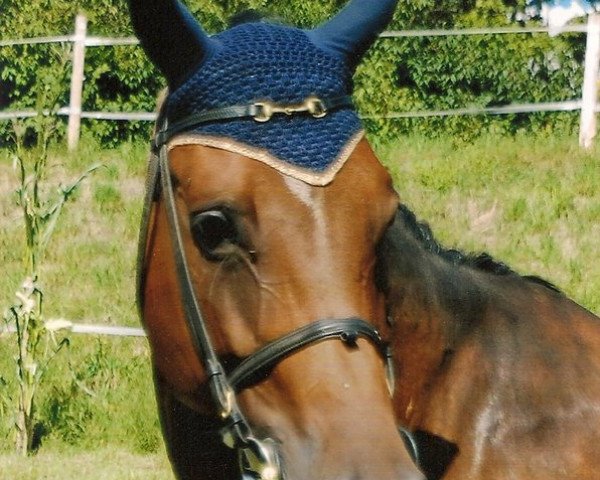 broodmare Le Grand Lord's Lilly (Austrian Warmblood, 1999, from Le Grand Lord)