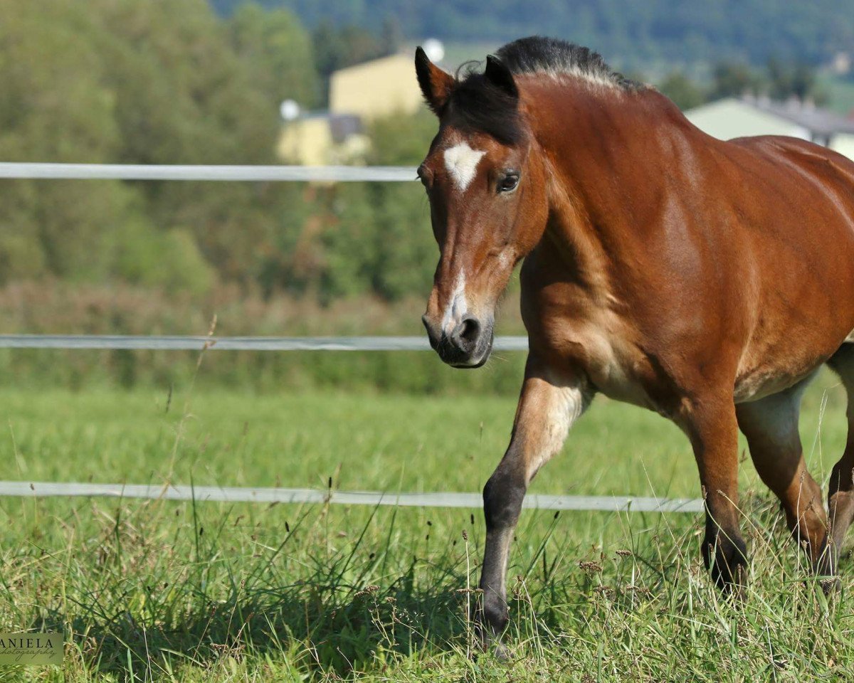 Zuchtstute Conny (New-Forest-Pony, 1991, von Nordlicht)