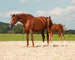 broodmare Louisan 6 (Hanoverian, 2008, from Londontime)