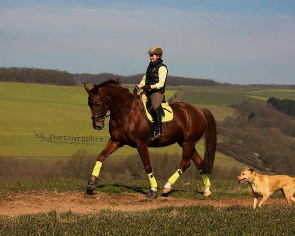 dressage horse Dublin (Hessian Warmblood, 2002, from Dartagnan)