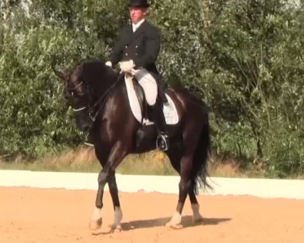 dressage horse Sergio 37 (Westphalian, 2008, from San Amour I)