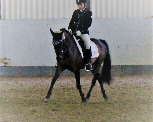 dressage horse Dardarnos ES (German Riding Pony, 2005, from Diadoche S)