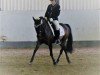 dressage horse Dardarnos ES (German Riding Pony, 2005, from Diadoche S)