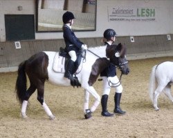 broodmare Halastjarna vom Hirschberg (Halli) (Iceland Horse, 2007, from Pipar von Roetgen)