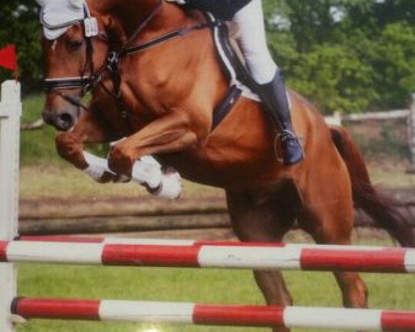 dressage horse Everybody's Darling 14 (Hanoverian, 2011, from Jk Horsetrucks Eddy)