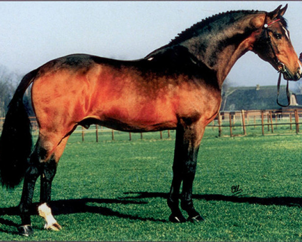 stallion Nimmerdor (Dutch Warmblood, 1972, from Farn)