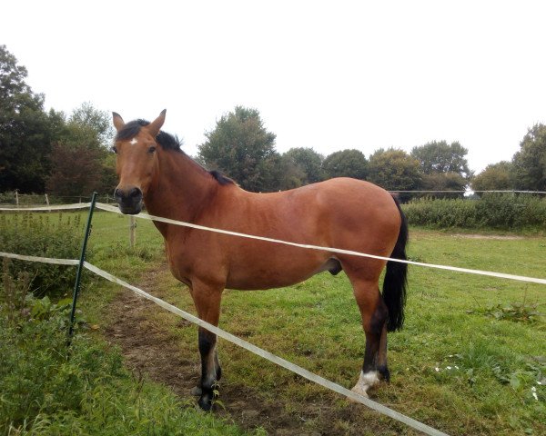 jumper Piccolo (German Riding Pony, 1999, from Pinkus)