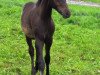 stallion Deep Dhacar (German Riding Pony, 2017, from D-Day AT)