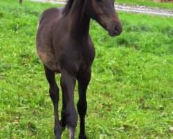 stallion Deep Dhacar (German Riding Pony, 2017, from D-Day AT)