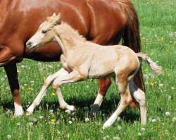 Dressurpferd Rm Golden Showman (Westfale, 2017, von Golden West NRW)