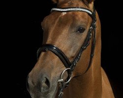 broodmare Sanny (Czech Warmblood, 2009, from Satisfaction FRH)