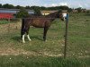 dressage horse Maimond (Württemberger, 2010, from Metteur)