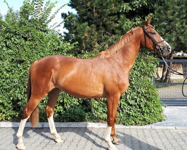 jumper Dempo L (polish noble half-breed, 2014, from Vulkan L)