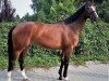 broodmare Chelsea L (Westphalian, 2009, from Albaran xx)