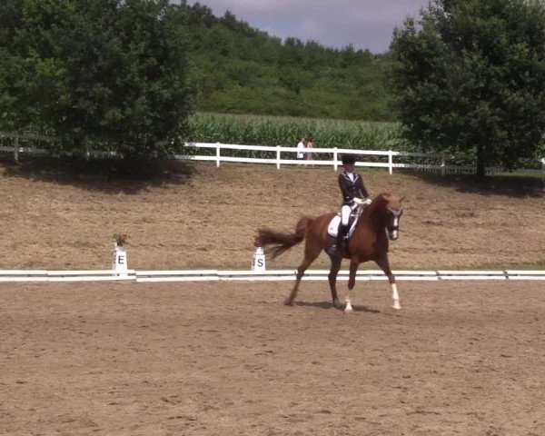 Reitturnier Vlotho-Exter 2018