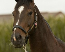 broodmare La Fabienne 2 (Oldenburg, 2005, from Laurentio)