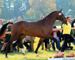 jumper Carado (Hanoverian, 2009, from Catoki)