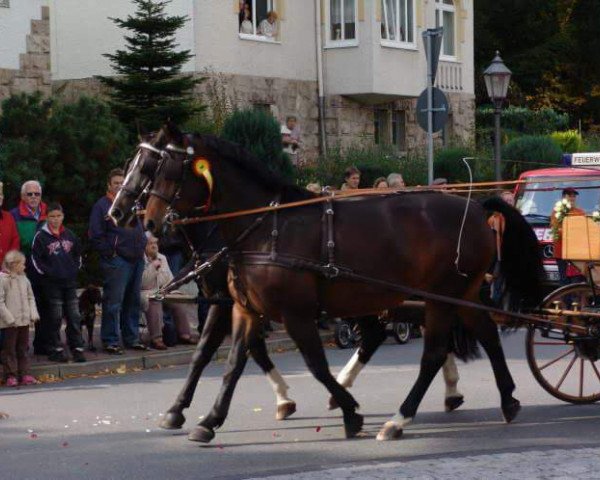 horse Annabell 423 (Sachs-door. Heavy Warmbl., 2004, from Valerius Mo 1478)