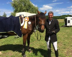 jumper Comba (Oldenburg show jumper, 2008, from Cordalme Z)