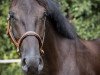 dressage horse Luke Skywalker F. (Hanoverian, 2013, from Lord Laurie)