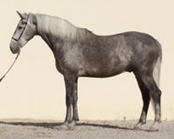 horse APOLO (Lusitano, 2009)