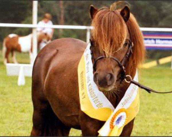 broodmare Xandoria (Shetland pony (under 87 cm),  , from Briar Desmond)