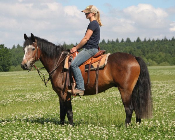 Pferd Ballyforan Lad (Connemara-Pony, 2012, von Woodfield Sammy)