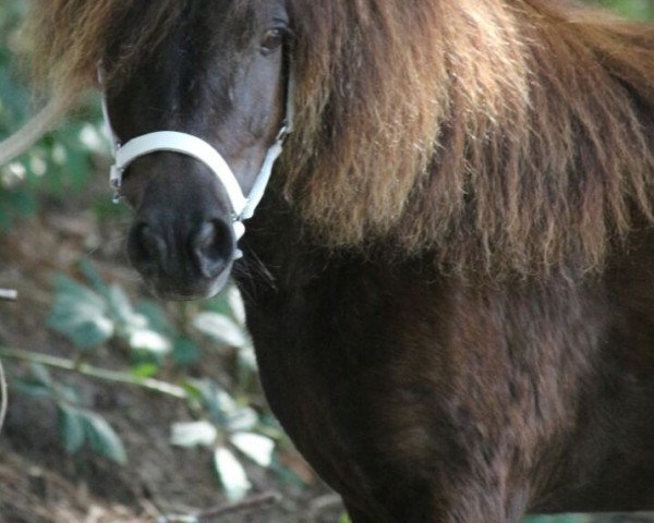 Zuchtstute Xara von der Talmühle (Shetland Pony (unter 87 cm),  , von Gustav B)