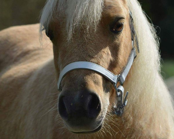 broodmare Nena von der Helle (Shetland pony (under 87 cm), 2003, from Goodworth Barney)