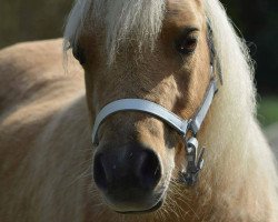 Zuchtstute Nena von der Helle (Shetland Pony (unter 87 cm), 2003, von Goodworth Barney)