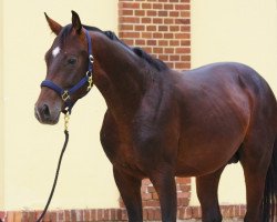 dressage horse Dr. Carlo (Oldenburger, 2015, from Dr. Jackson D)