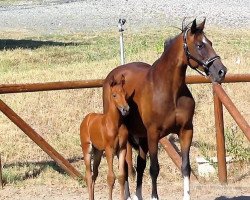 Springpferd Diamcon (Holsteiner, 2017, von Diamant de Semilly)