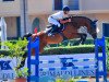 jumper Amalfi (Italian Warmblood, 2012, from Acorado I)