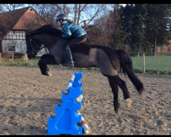 jumper Helios 152 (German Riding Pony, 1997, from Helion)