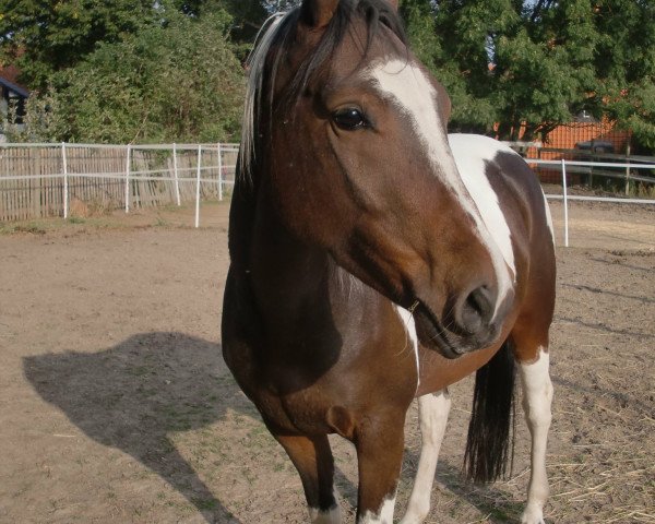 Pferd Garefield (Lewitzer, 2005, von Gildo)