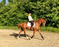 dressage horse Royal Dancer 30 (Hanoverian, 2006, from Royal Blend)