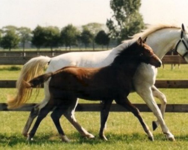 broodmare FELEONORA VDL (KWPN (Royal Dutch Sporthorse), 2010, from Corland)