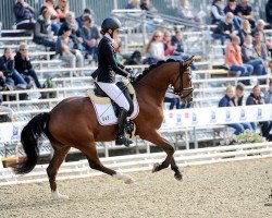 Springpferd Mein Kleiner Freund (Deutsches Reitpony, 2013, von FS Mr. Right)