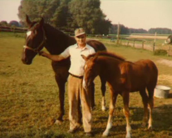 horse Ninette (Oldenburg, 1976, from Markus)