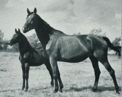 broodmare Herbstlicht (Trakehner, 1954, from Semper Idem)