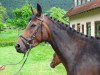 broodmare Pernike (Trakehner, 2004, from Summertime)