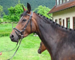 Zuchtstute Pernike (Trakehner, 2004, von Summertime)