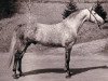 stallion Koketteur (Trakehner, 1971, from Maharadscha)
